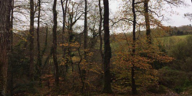Last of the autumn colours in the Forest of Cranou