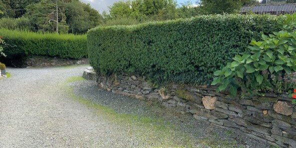Privet hedge infront of Hayloft cut - not yet done the lonicera across the drive!