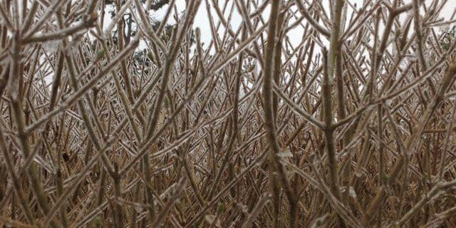 Frosted Hedge