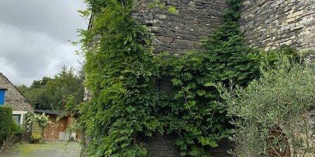 Priory wisteria before its autumn trim