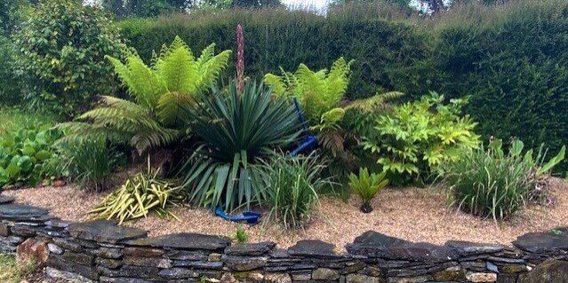 The yucca in our tropical bed about to burst into flower