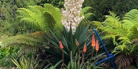 Tropical bed yucca in full bloom